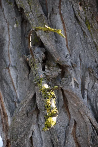 DSC_0035 (Large).JPG